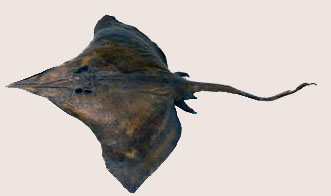 Dipturus oxyrhinchus_04.jpg